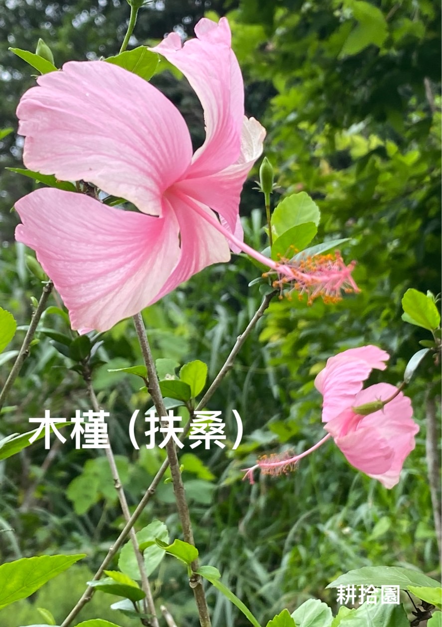 鄭育宏早安作品20240623.jpg