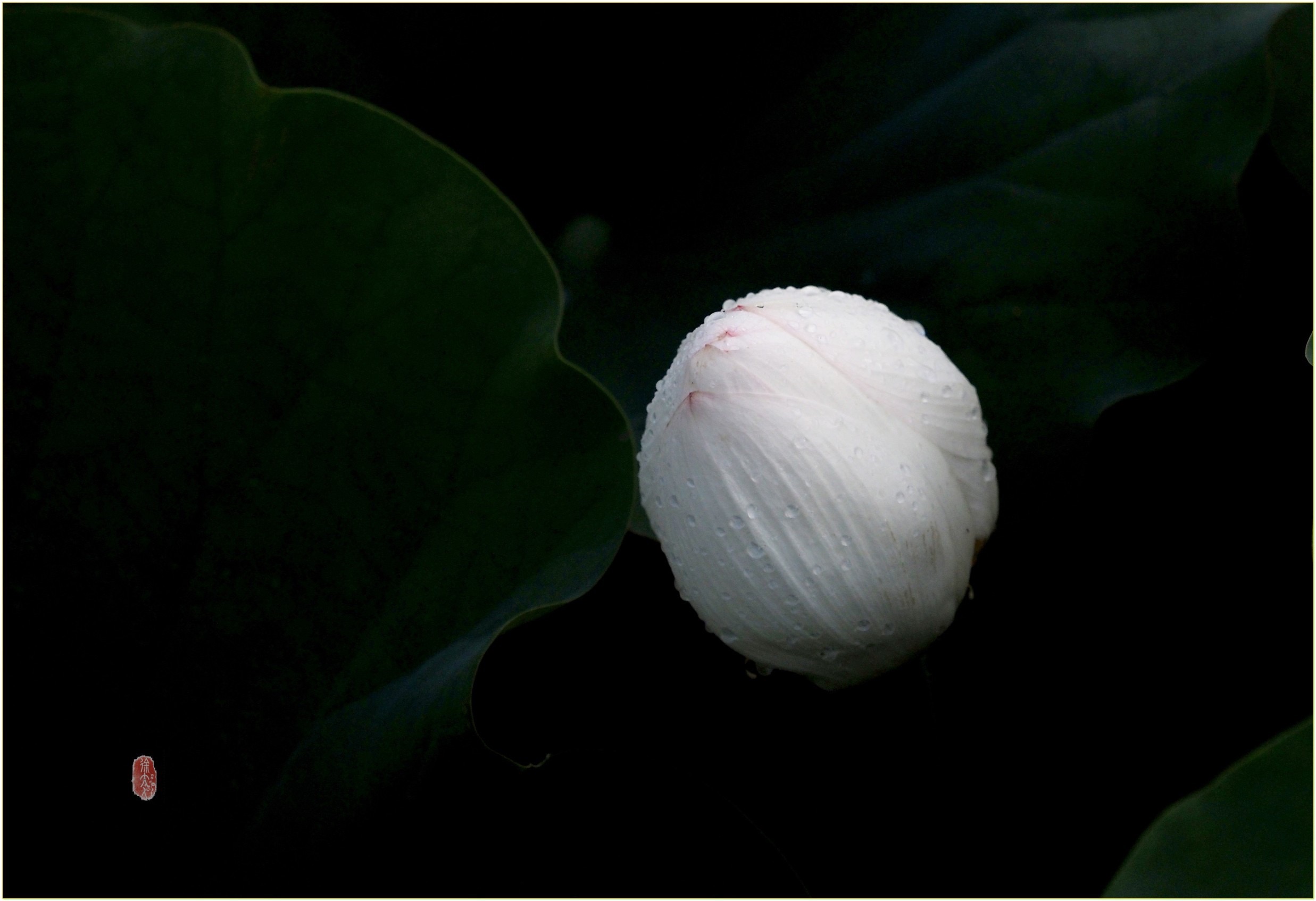 S__28950883.jpg