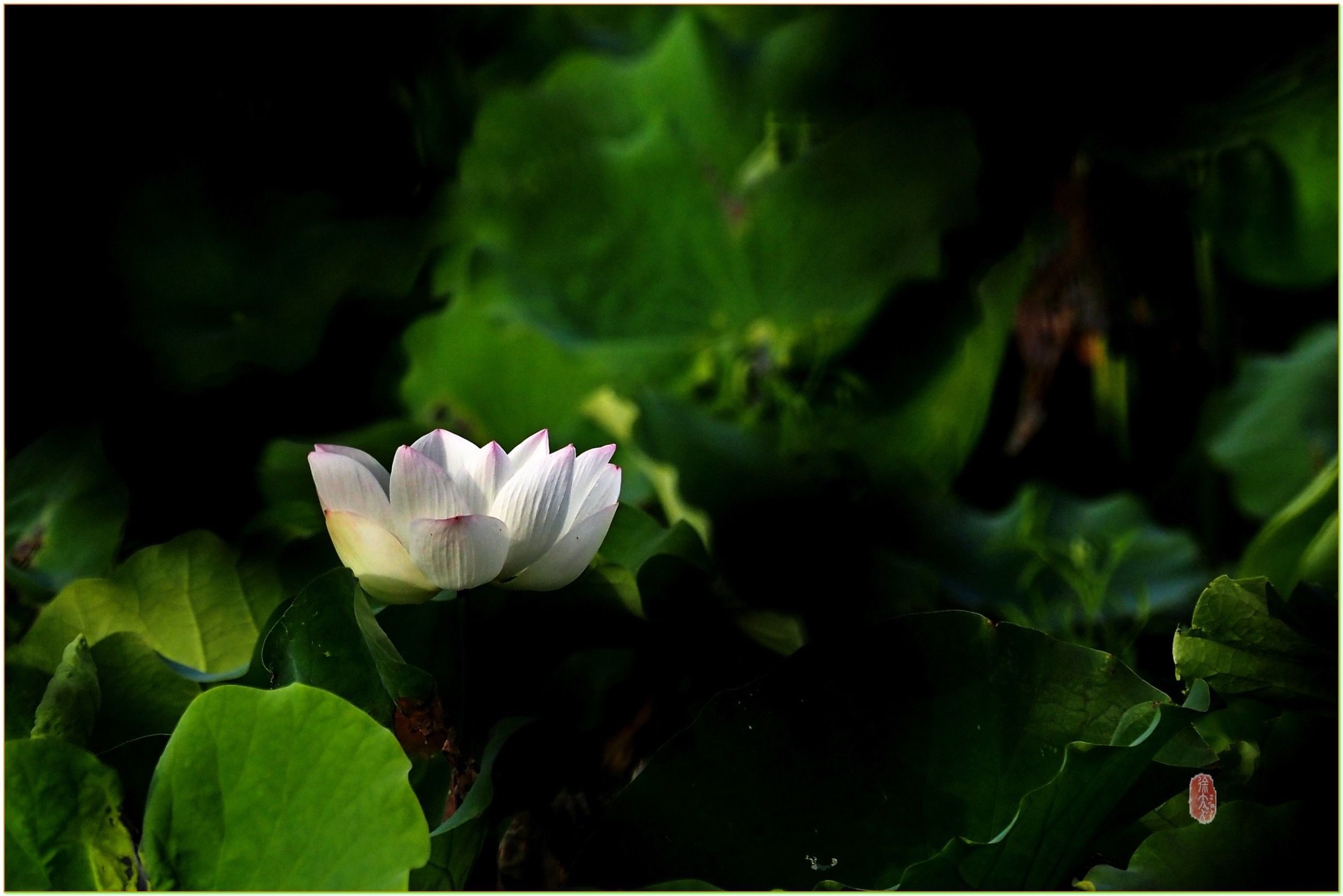 S__28966963.jpg