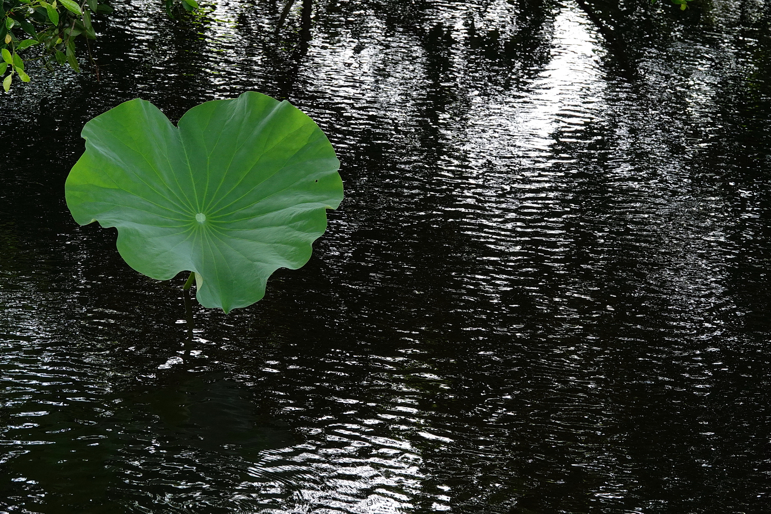 陳永鑑_荷花作品_20240630c.jpg