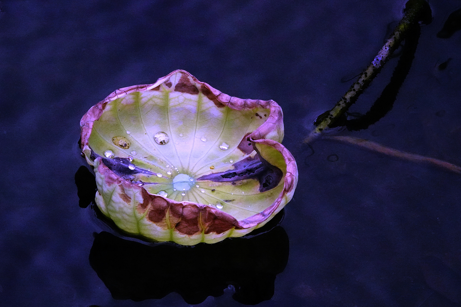 陳永鑑_荷花作品_20240702e.jpg