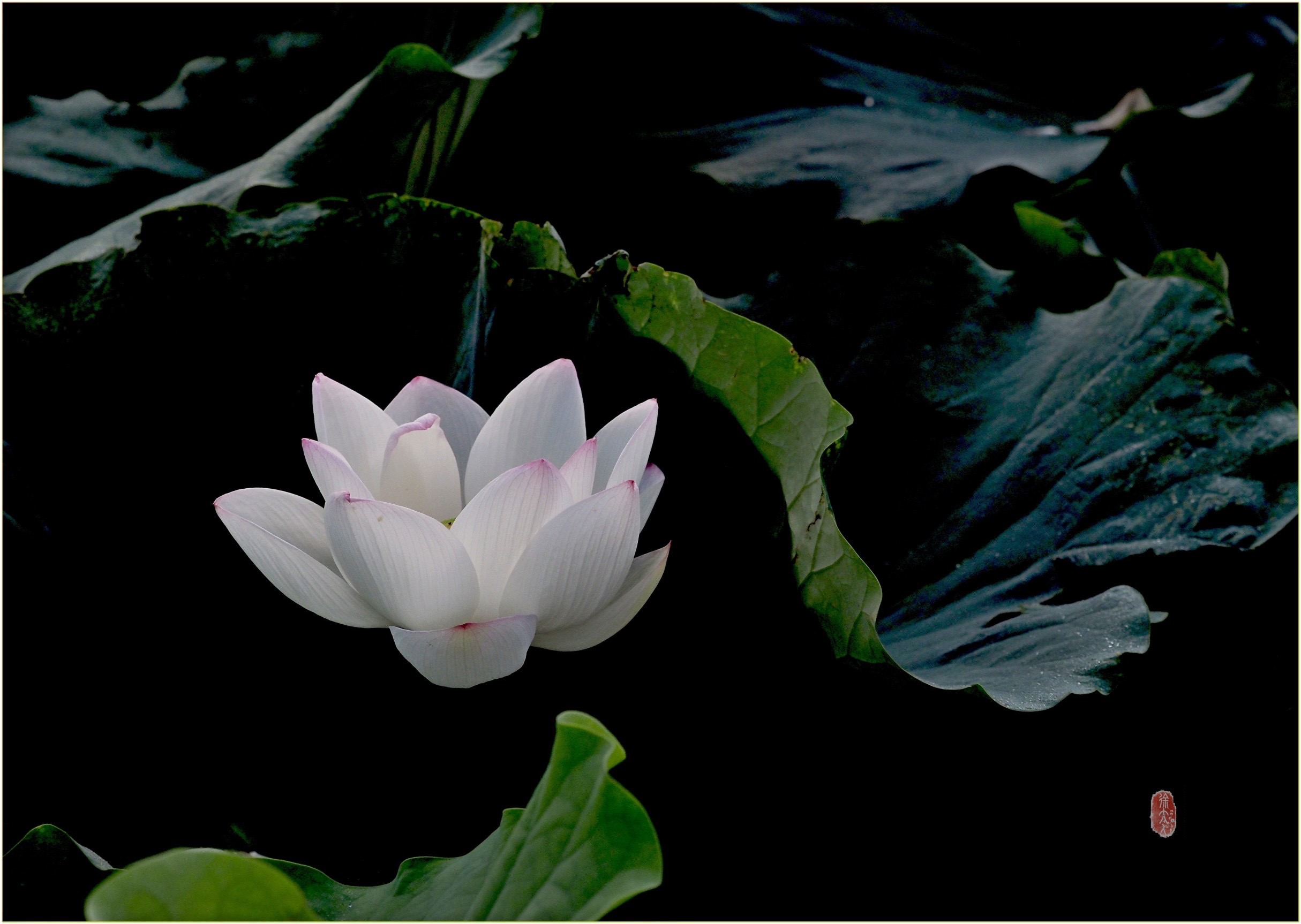 S__28967265.jpg