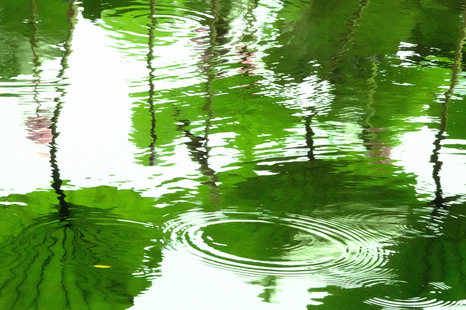 陳永鑑_荷花作品_20240703n.jpg