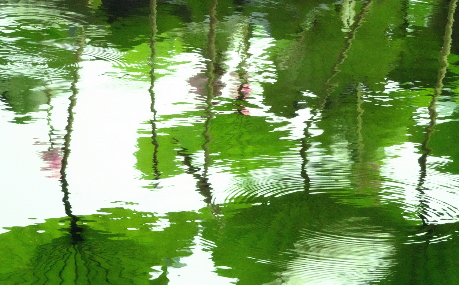 陳永鑑_荷花作品_20240703m.jpg