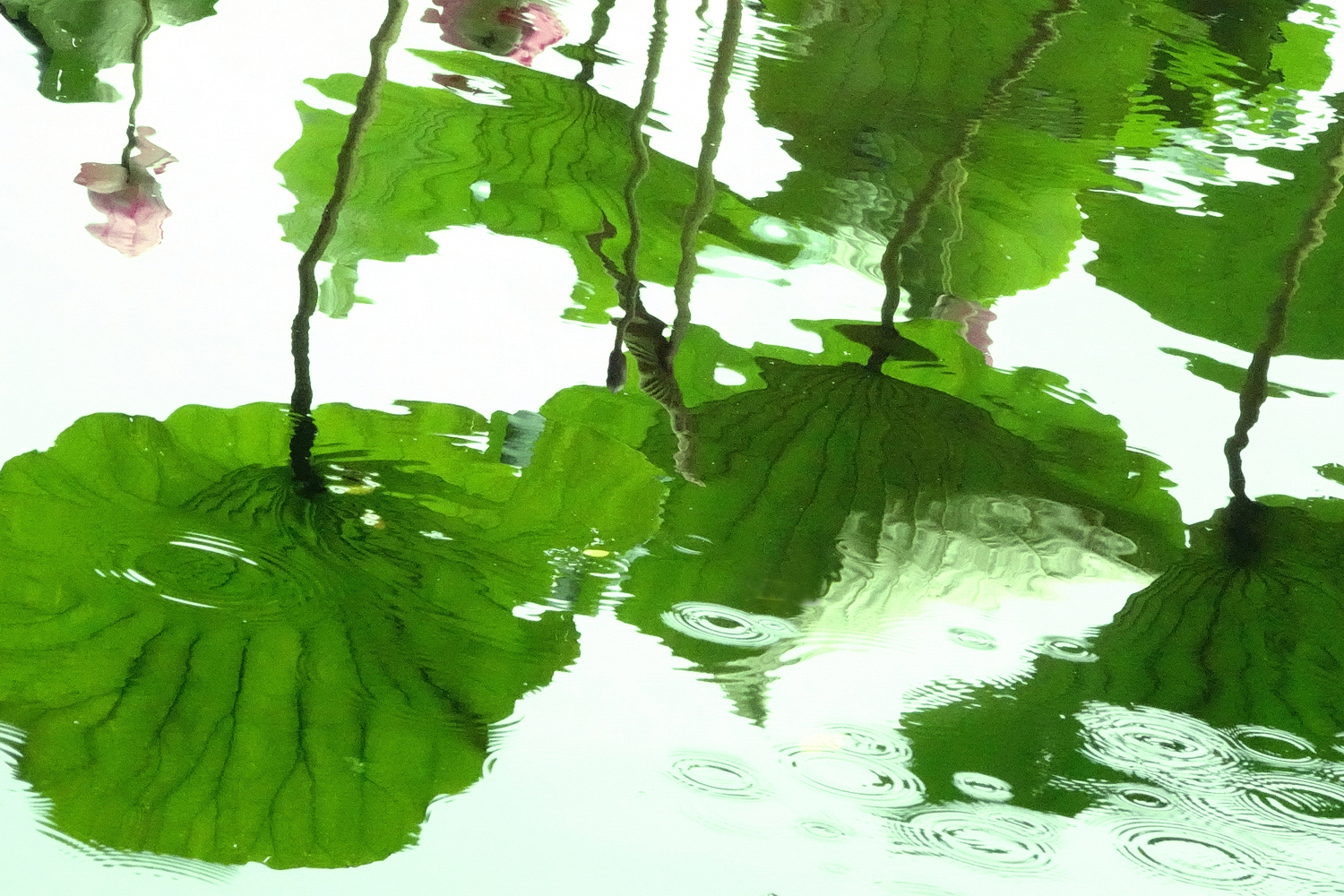 陳永鑑_荷花作品_20240705d.jpg