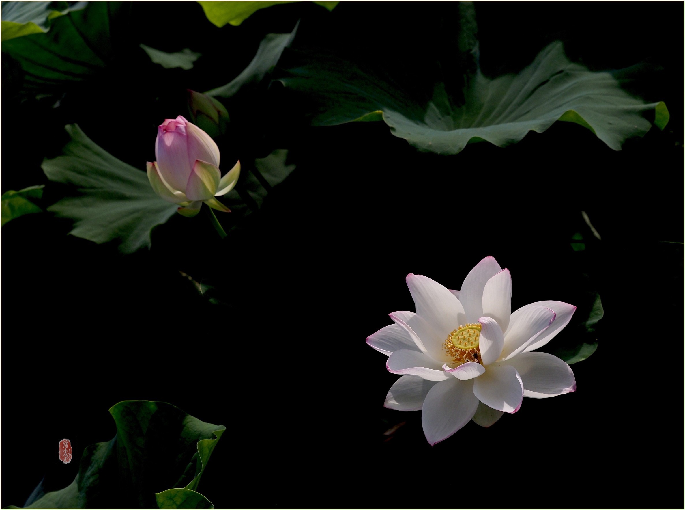 S__28975165.jpg