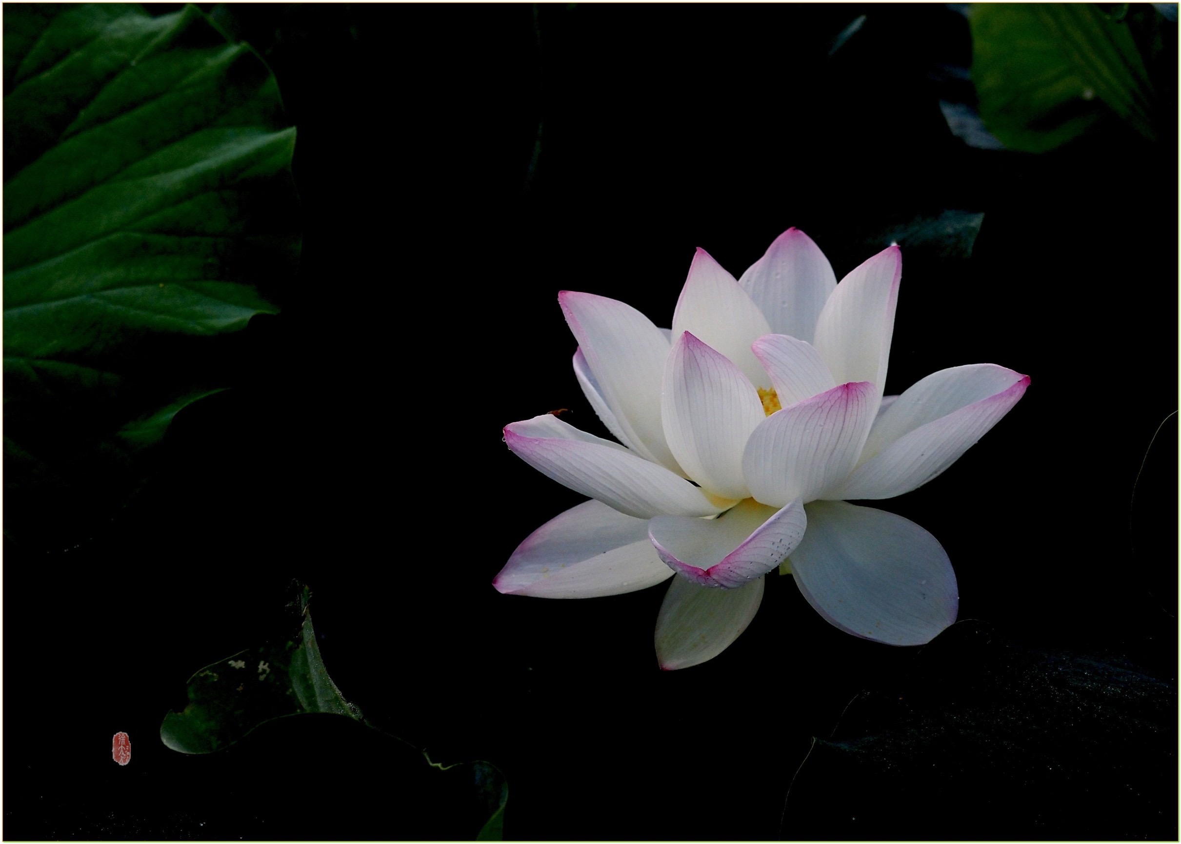S__28975700.jpg