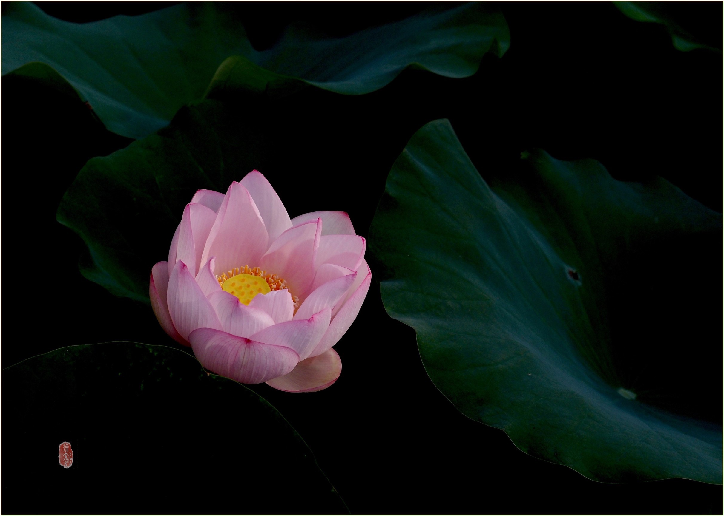 S__29016078.jpg