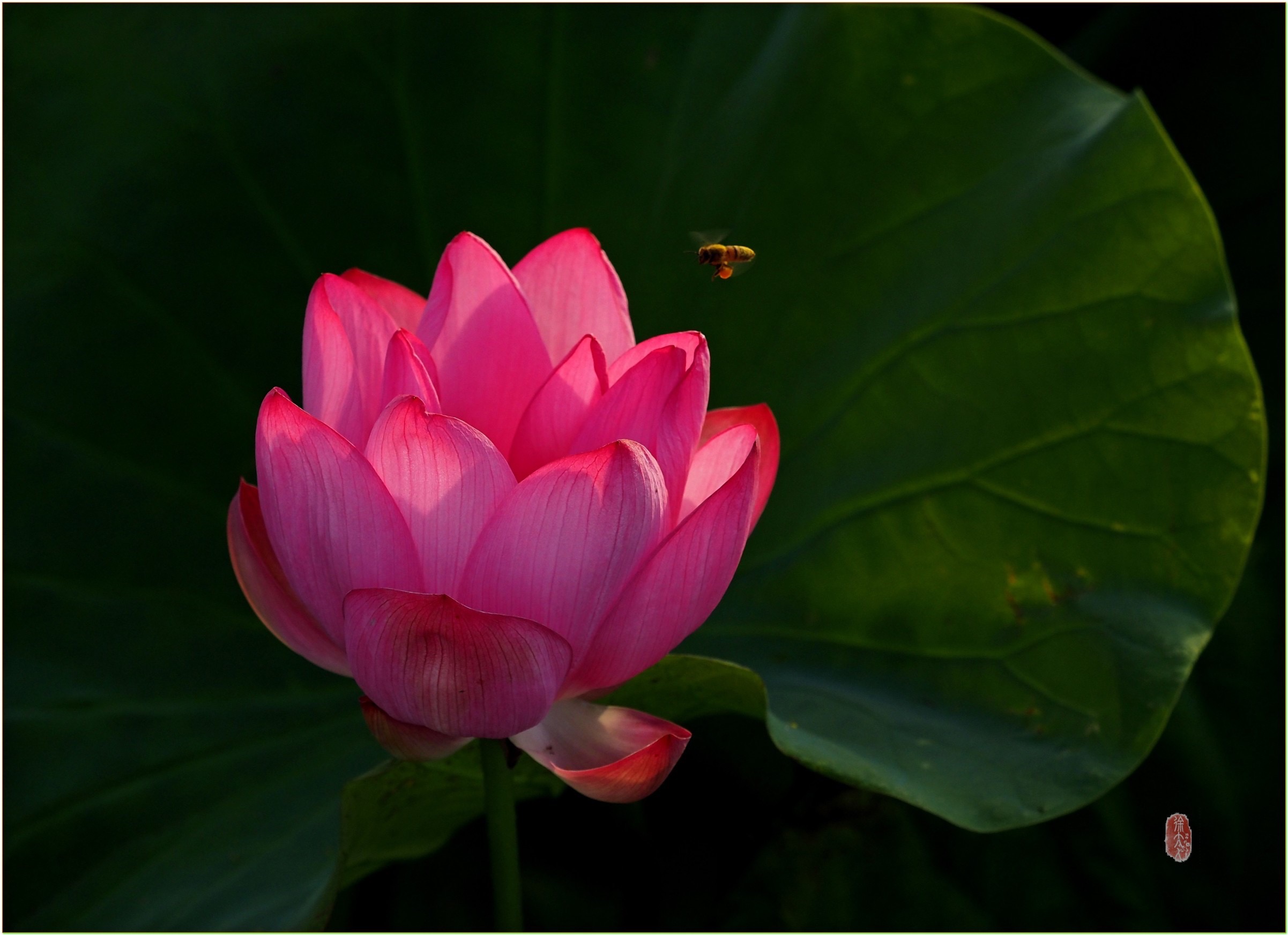 S__29024437.jpg