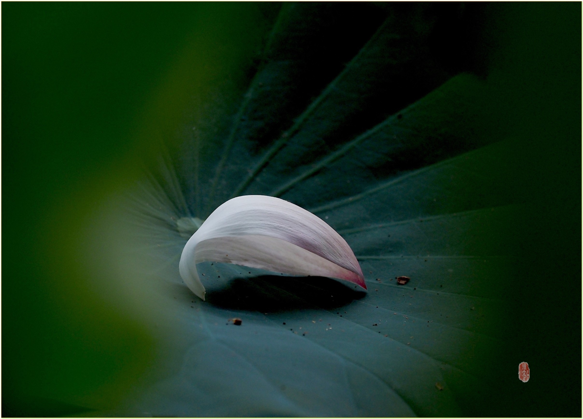 S__29024637.jpg
