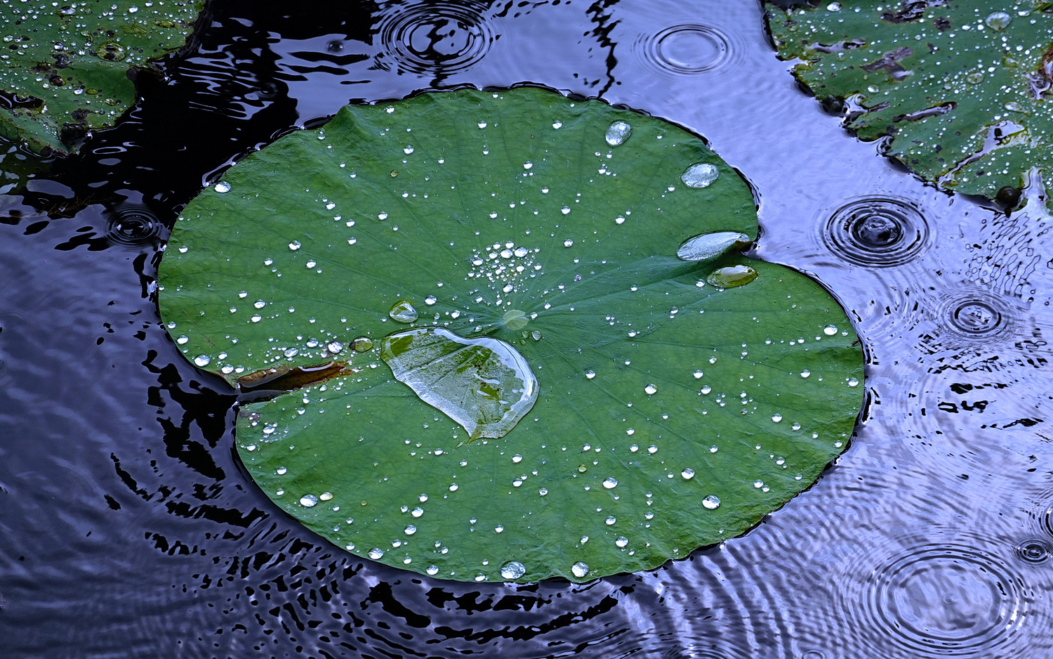 陳永鑑_荷花作品_20240812f.jpg