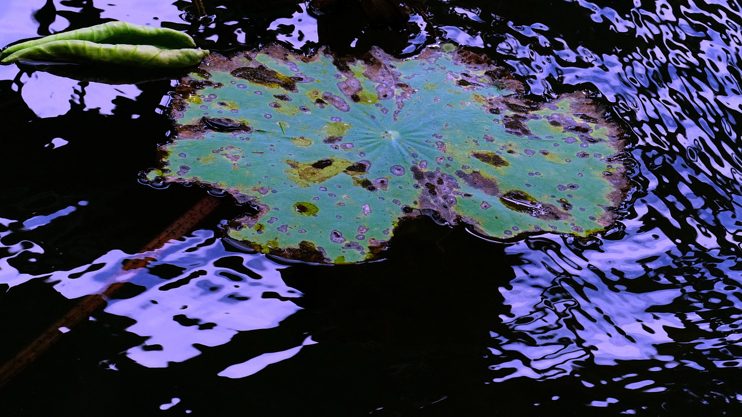 陳永鑑_荷花作品_20240828k.jpg