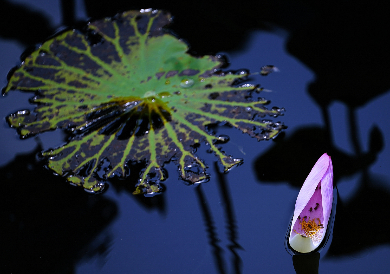 陳永鑑_荷花作品_20240828f.jpg