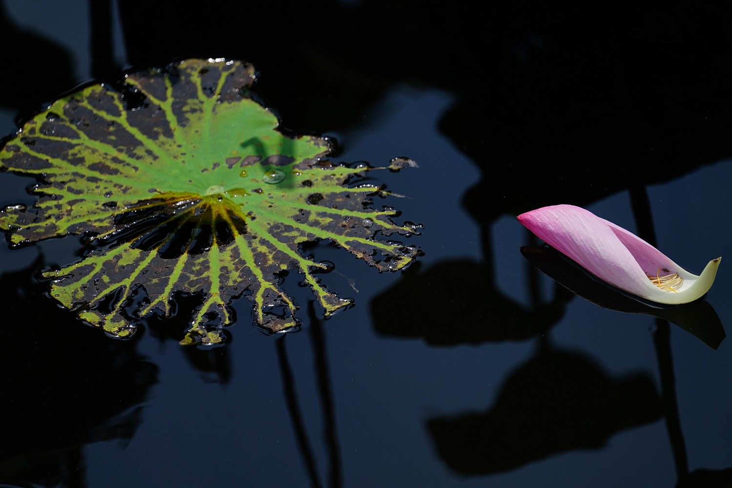 陳永鑑_荷花作品_20240828e.jpg