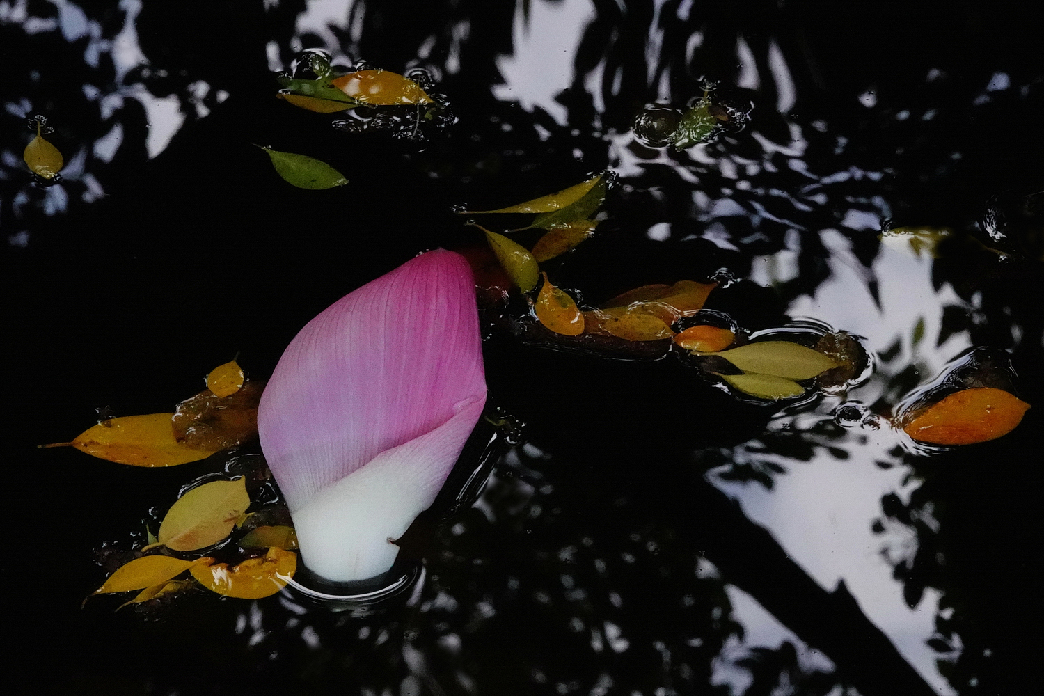 陳永鑑_荷花作品_20240829d.jpg