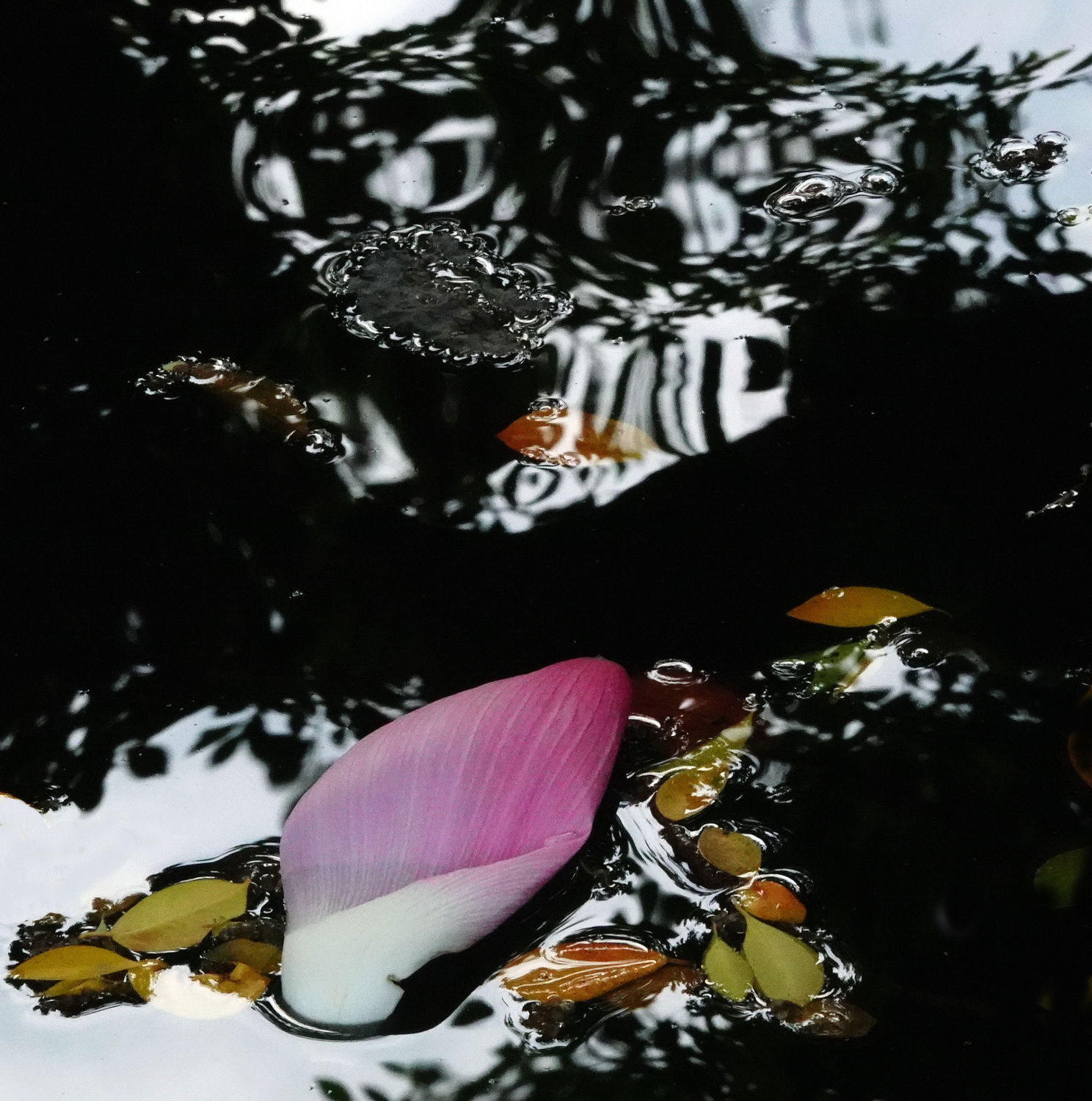 陳永鑑_荷花作品_20240829k.jpg