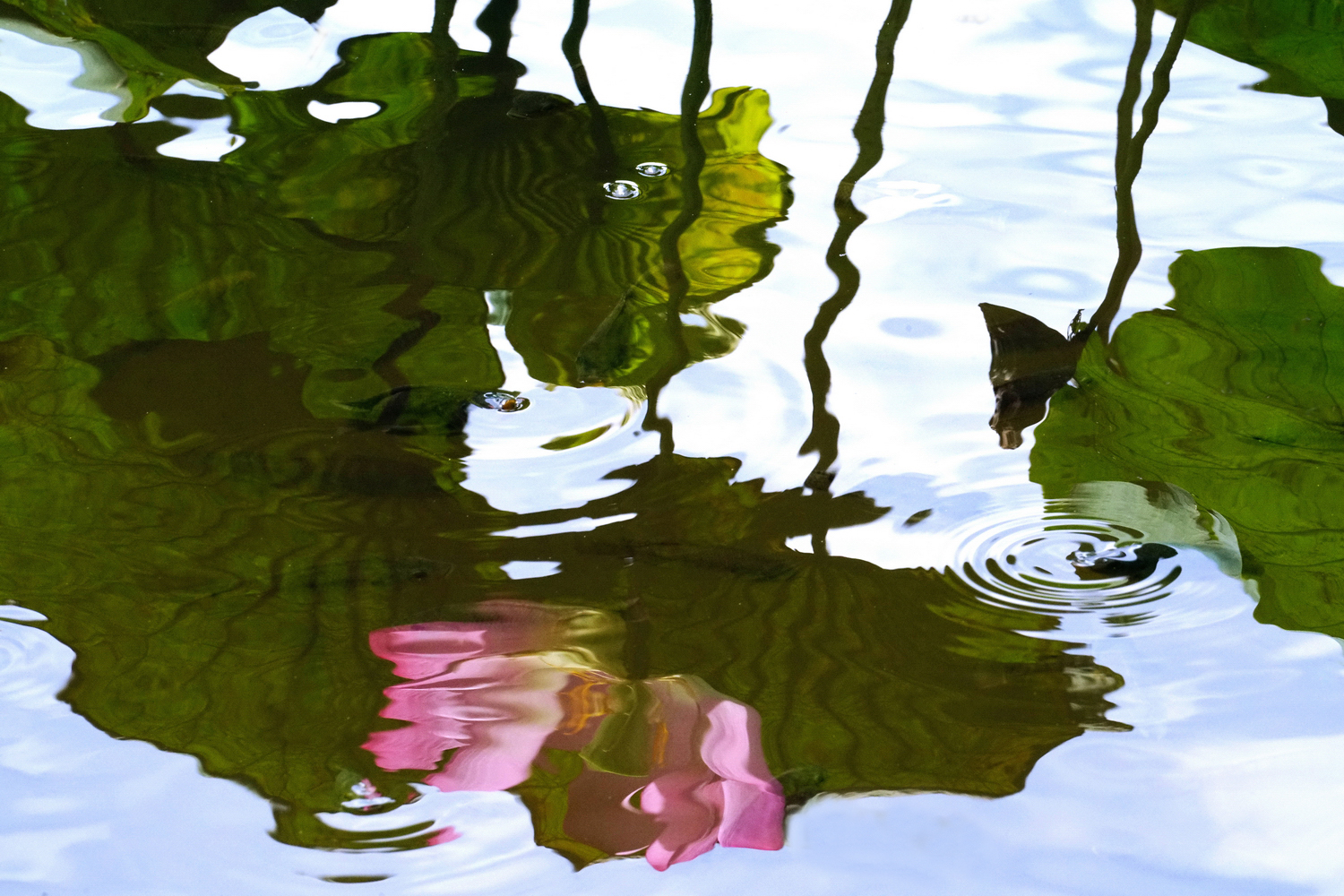陳永鑑_荷花作品_20240829z19.jpg