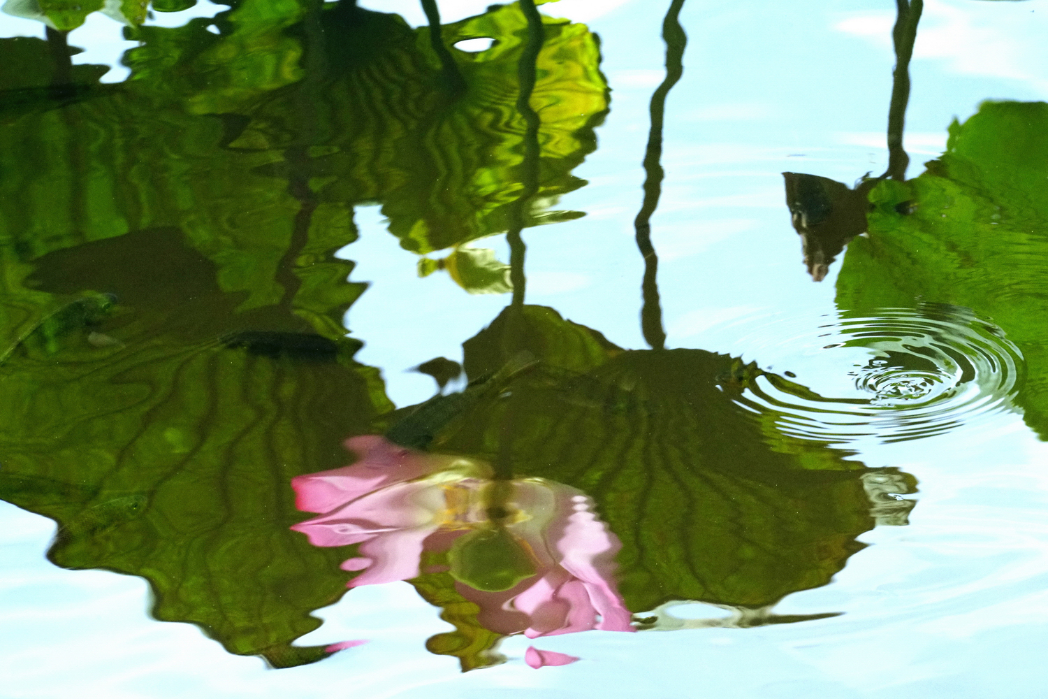 陳永鑑_荷花作品_20240829z17.jpg