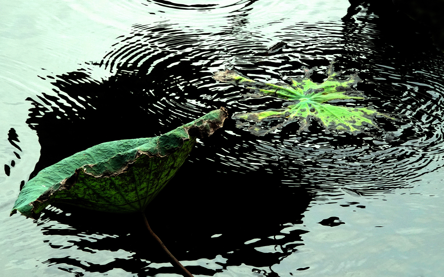 陳永鑑_荷花作品_20240830u.jpg