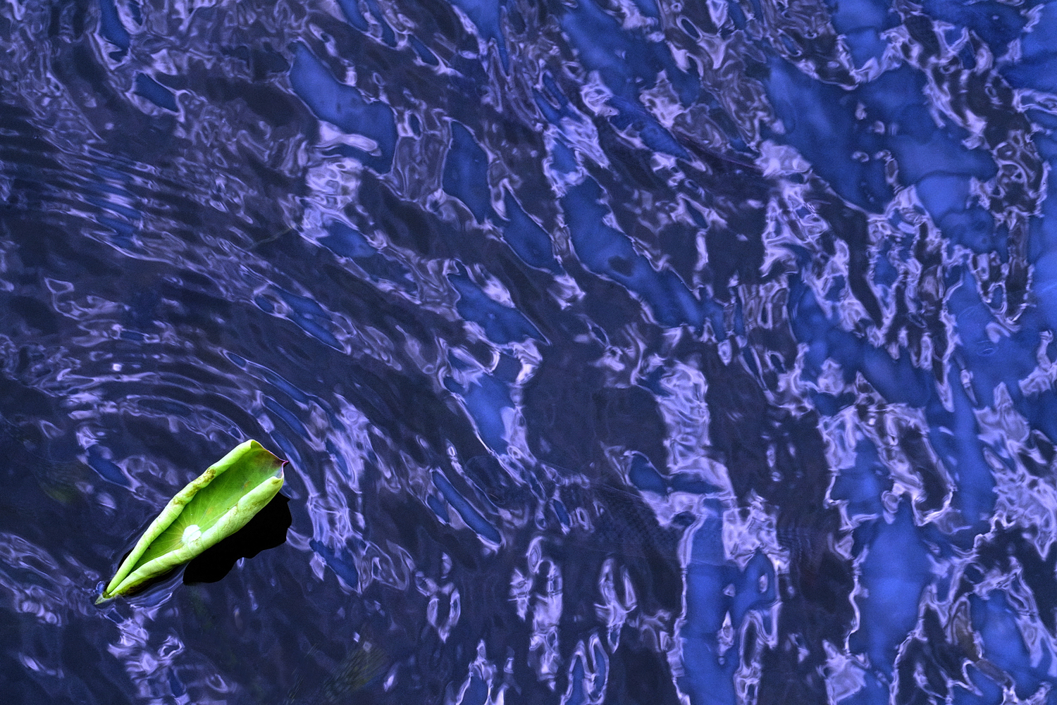 陳永鑑_荷花作品_20240901k.jpg