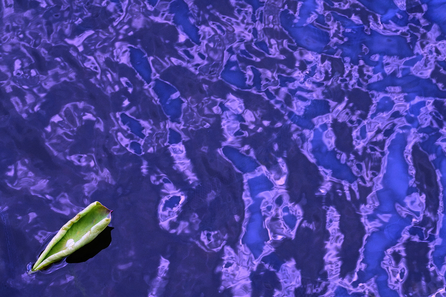 陳永鑑_荷花作品_20240901j.jpg