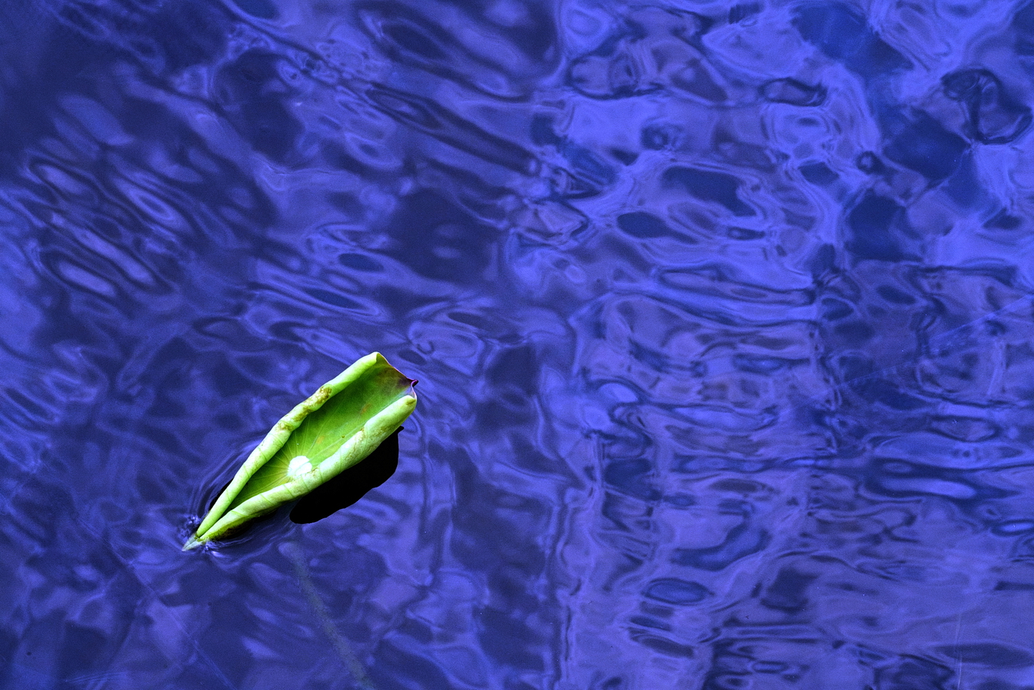 陳永鑑_荷花作品_20240901s.jpg