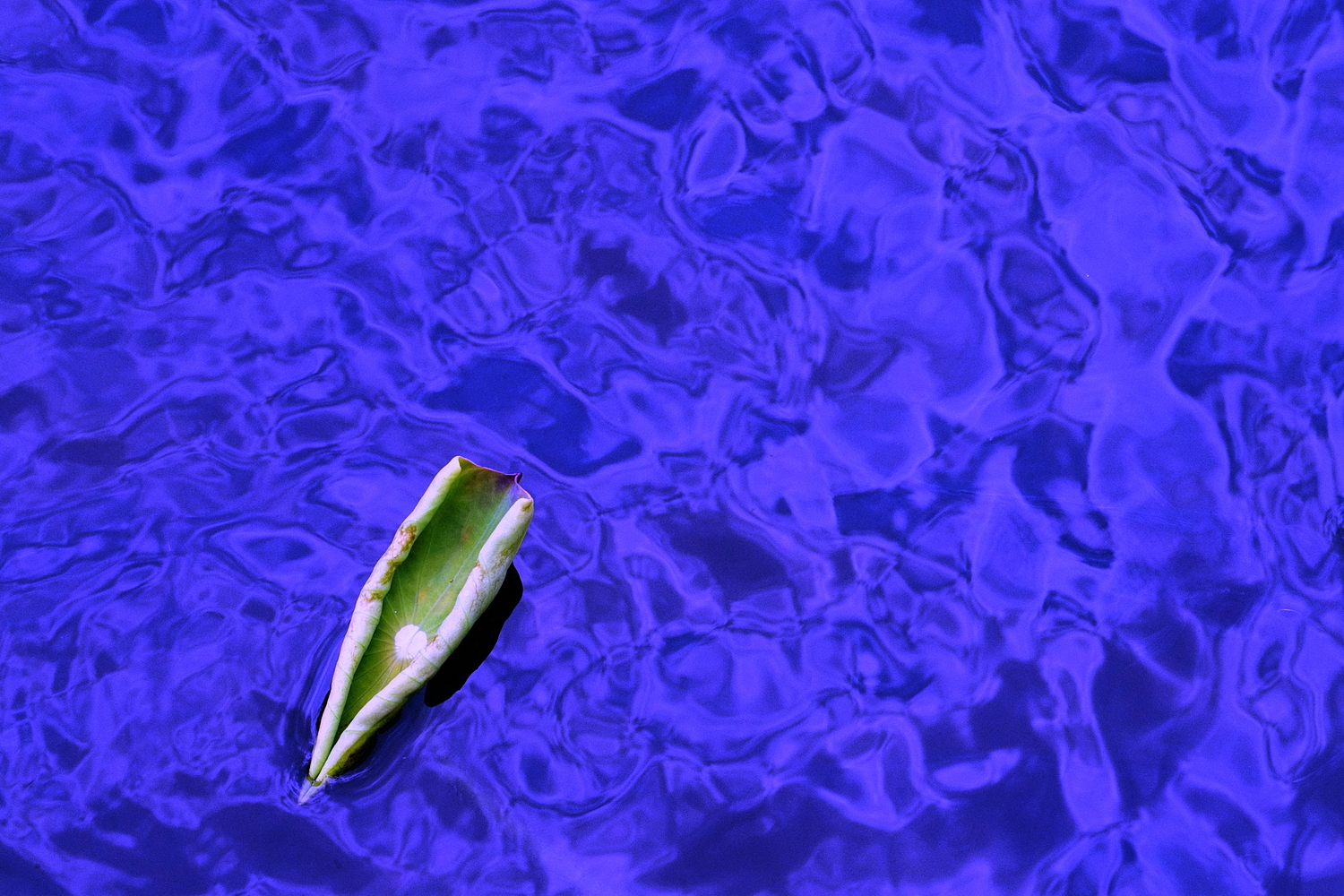 陳永鑑_荷花作品_20240901r.jpg