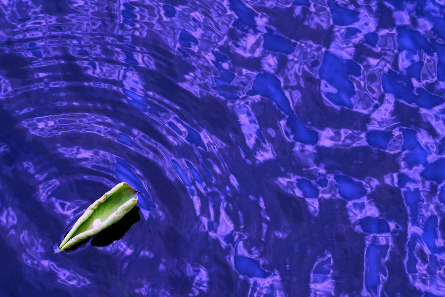 陳永鑑_荷花作品_20240901q.jpg