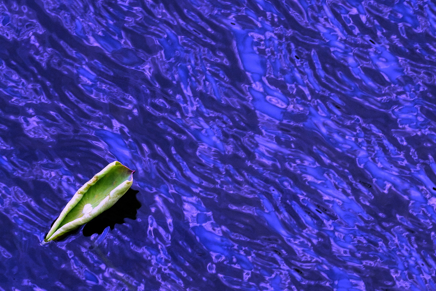 陳永鑑_荷花作品_20240901p.jpg