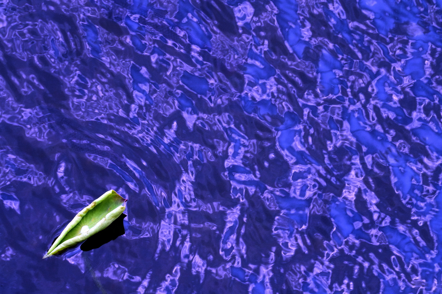 陳永鑑_荷花作品_20240901o.jpg