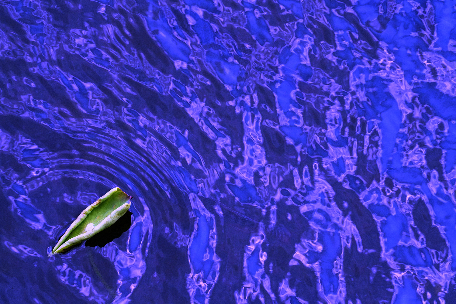 陳永鑑_荷花作品_20240901n.jpg
