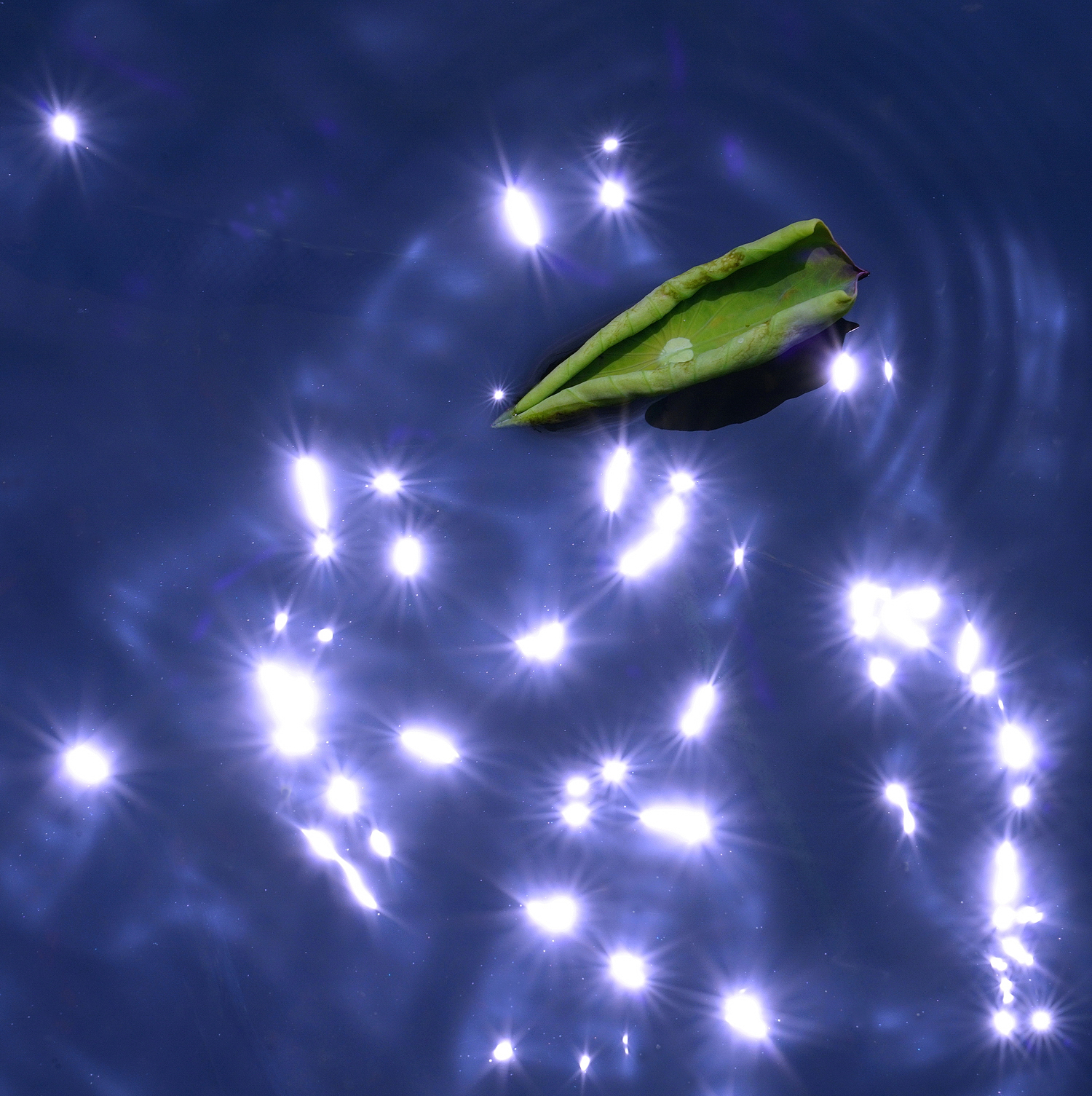 陳永鑑_荷花作品_20240901x.jpg
