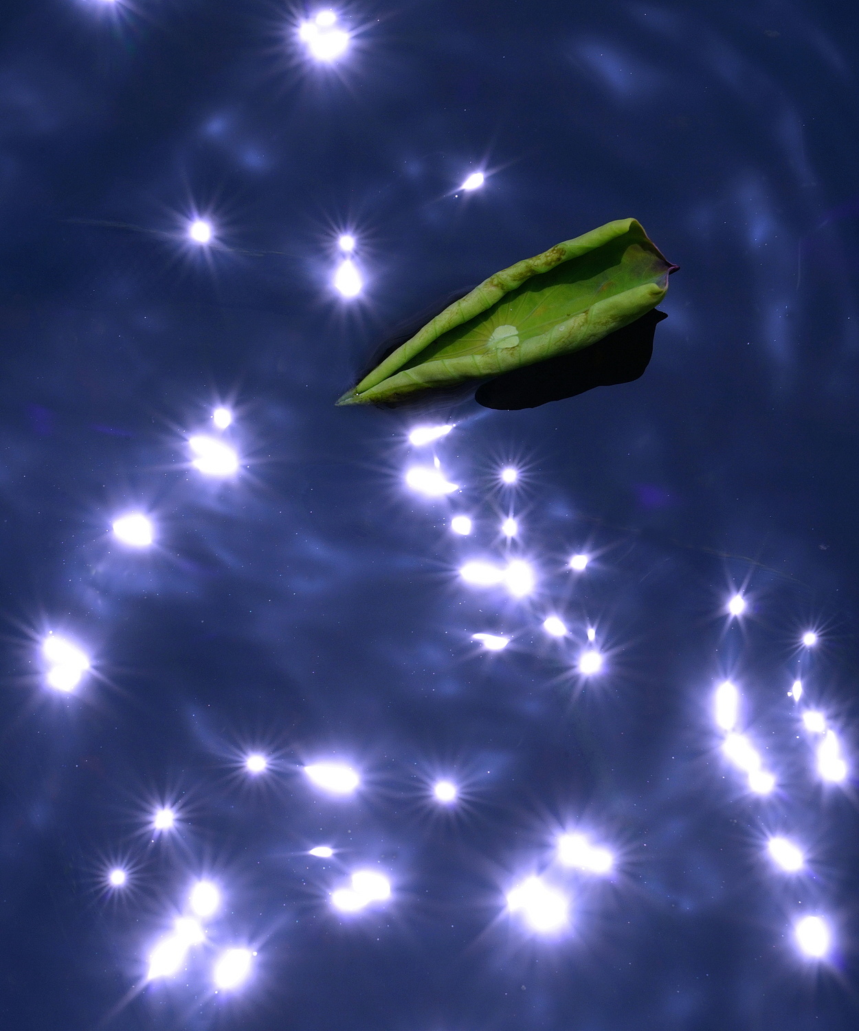 陳永鑑_荷花作品_20240901w.jpg