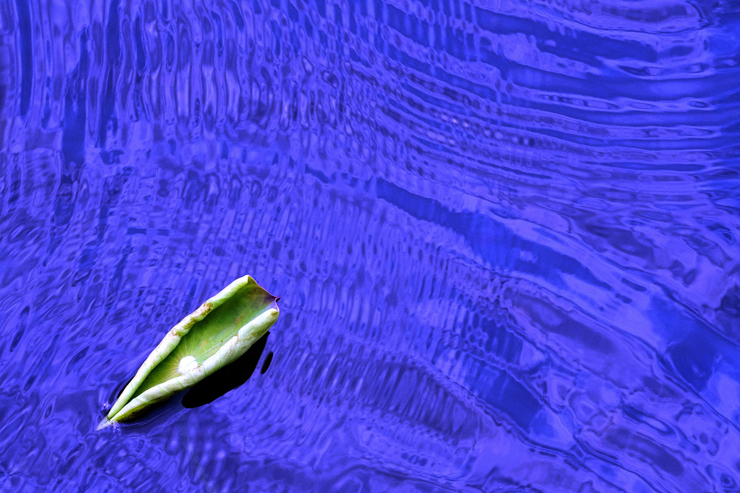 陳永鑑_荷花作品_20240901v.jpg
