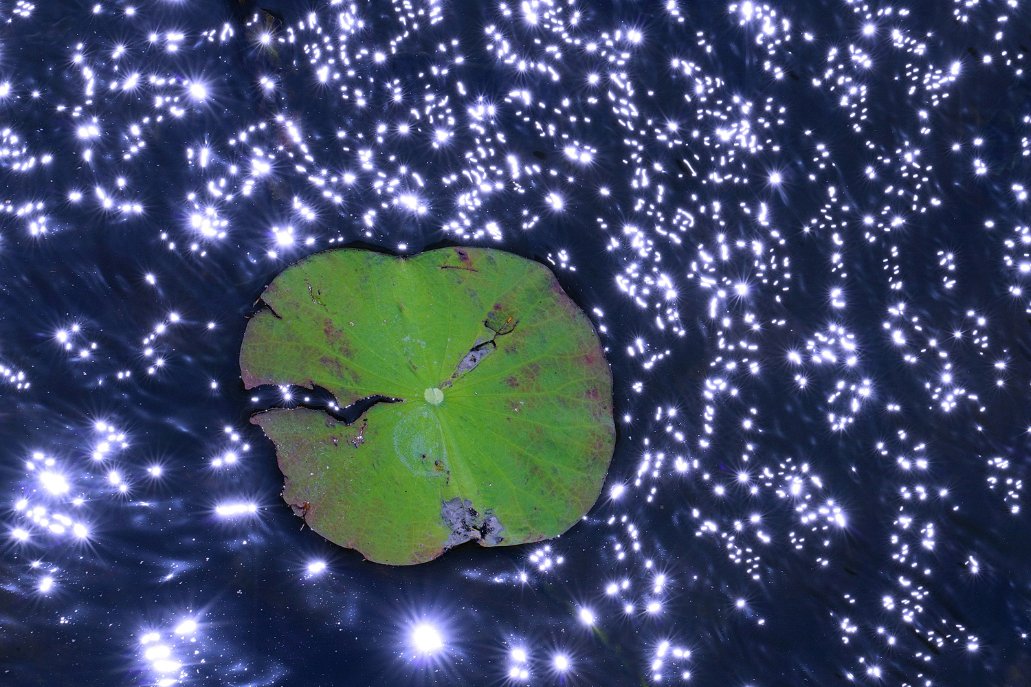 陳永鑑_荷花作品_20240903f.JPG