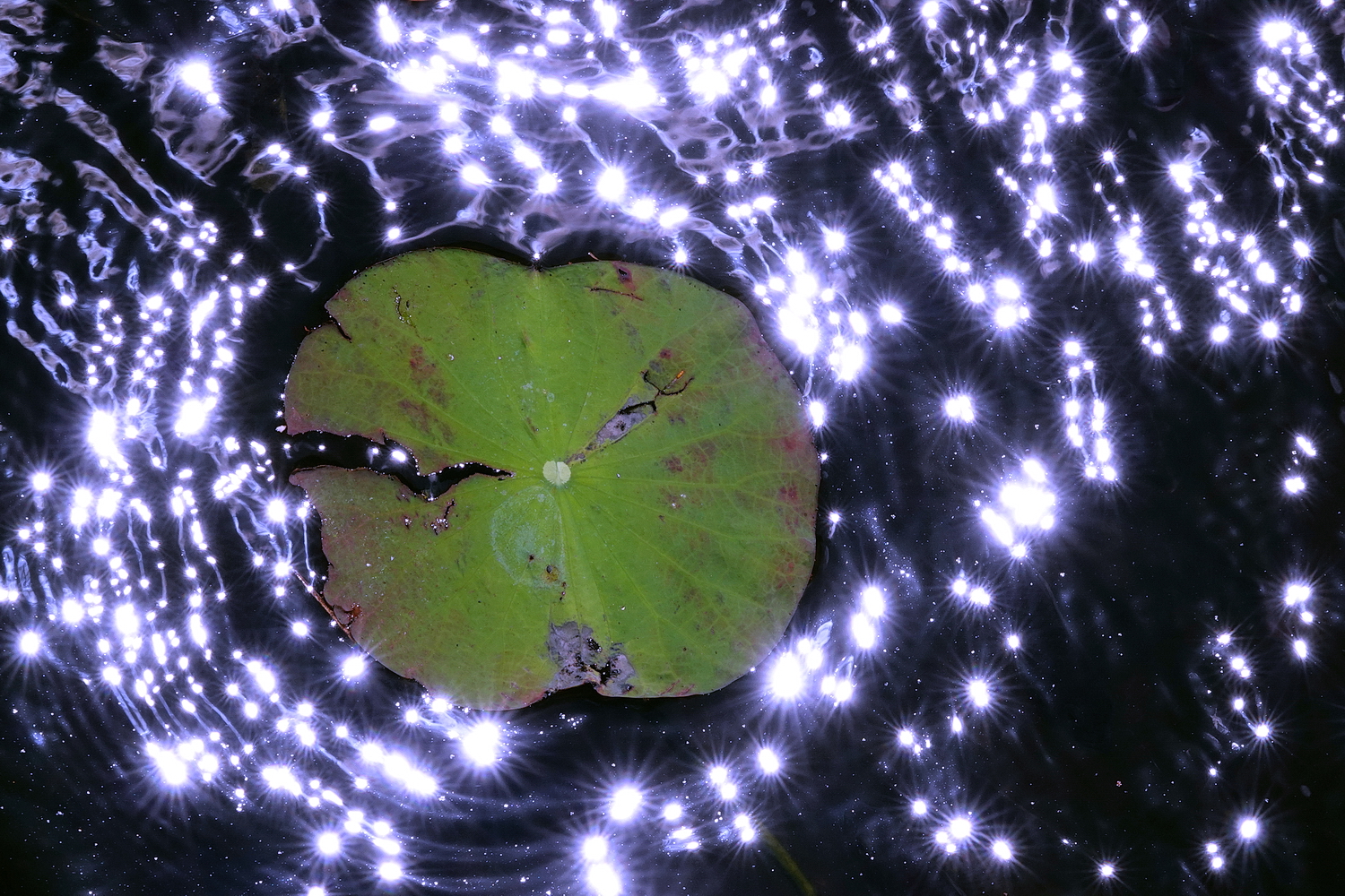 陳永鑑_荷花作品_20240903m.JPG