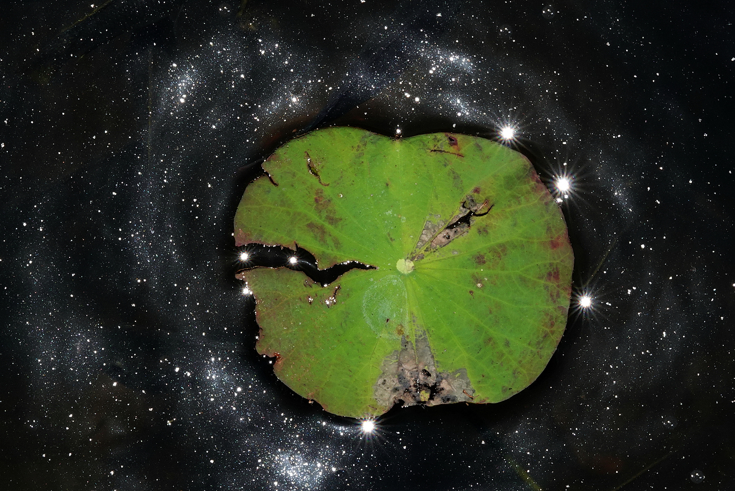 陳永鑑_荷花作品_20240904d.JPG