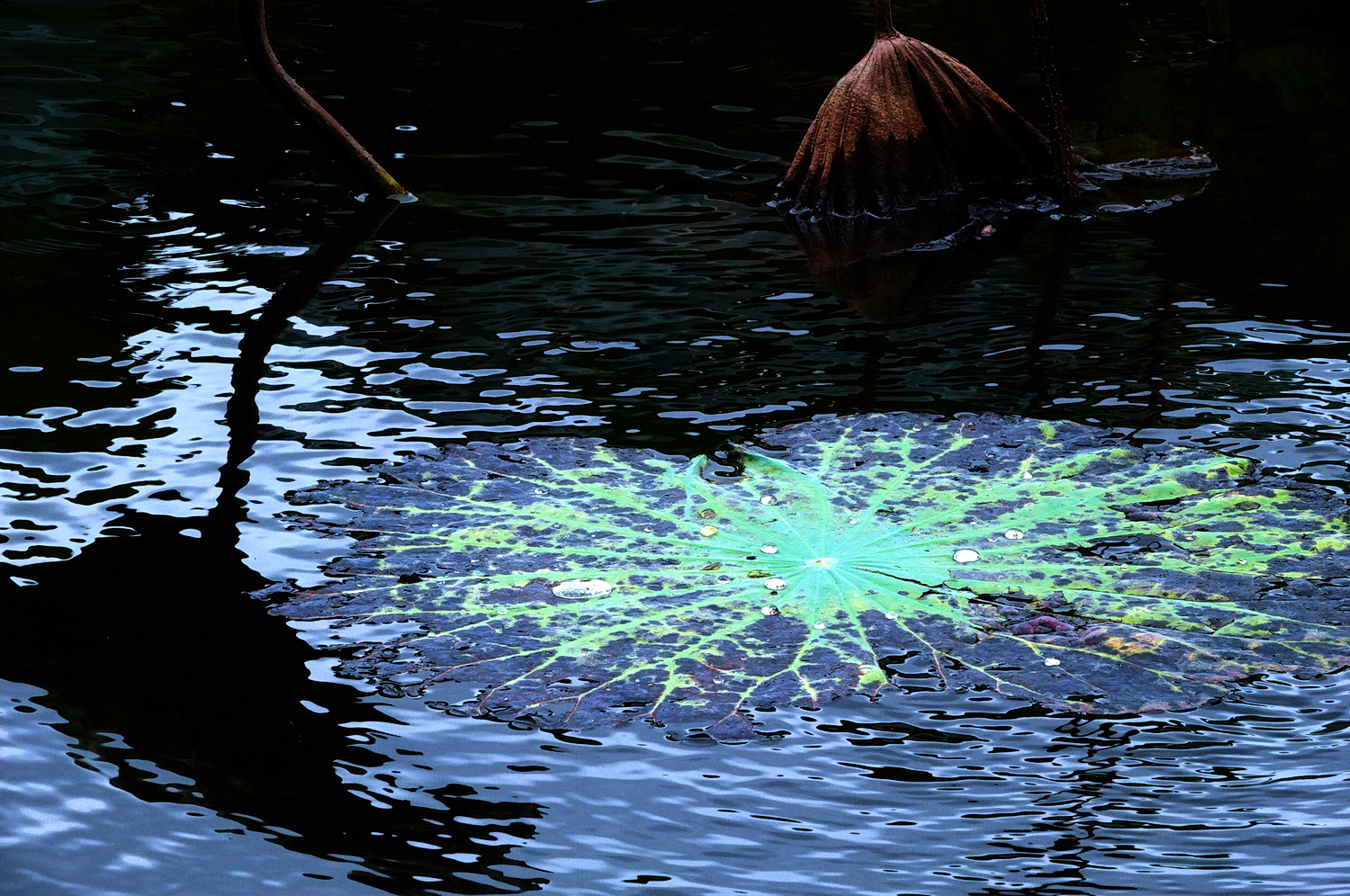 陳永鑑_荷花作品_20240908g.JPG