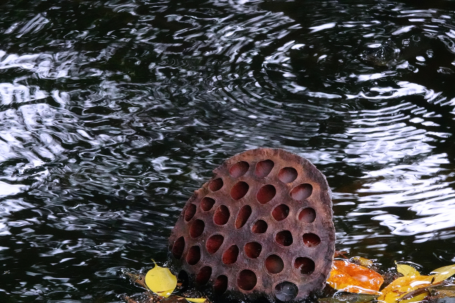 陳老師_有感而發20240911c.jpg
