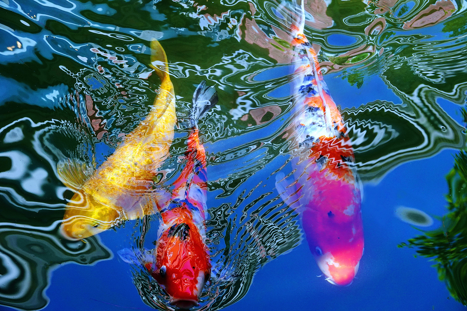 陳永鑑_錦鯉遊緃_20241030a.JPG