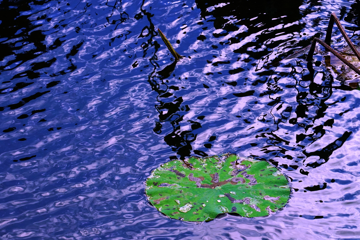 陳永鑑_荷花作品_20241104c.JPG