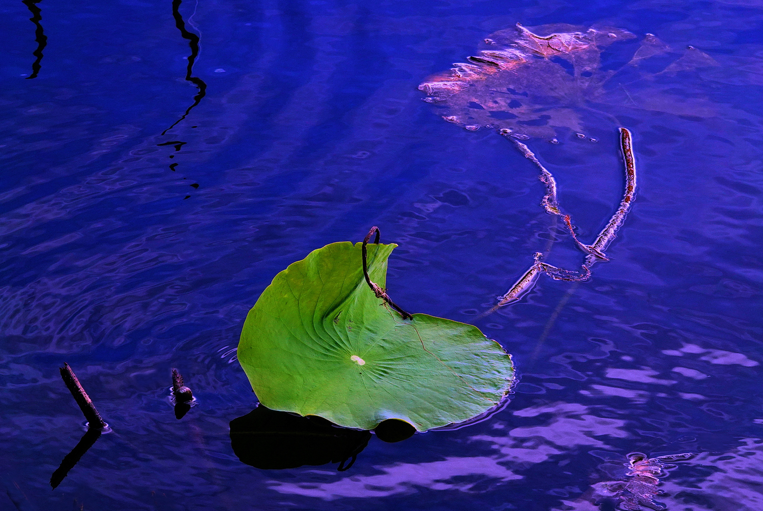 陳永鑑_荷花作品_20241113a.JPG