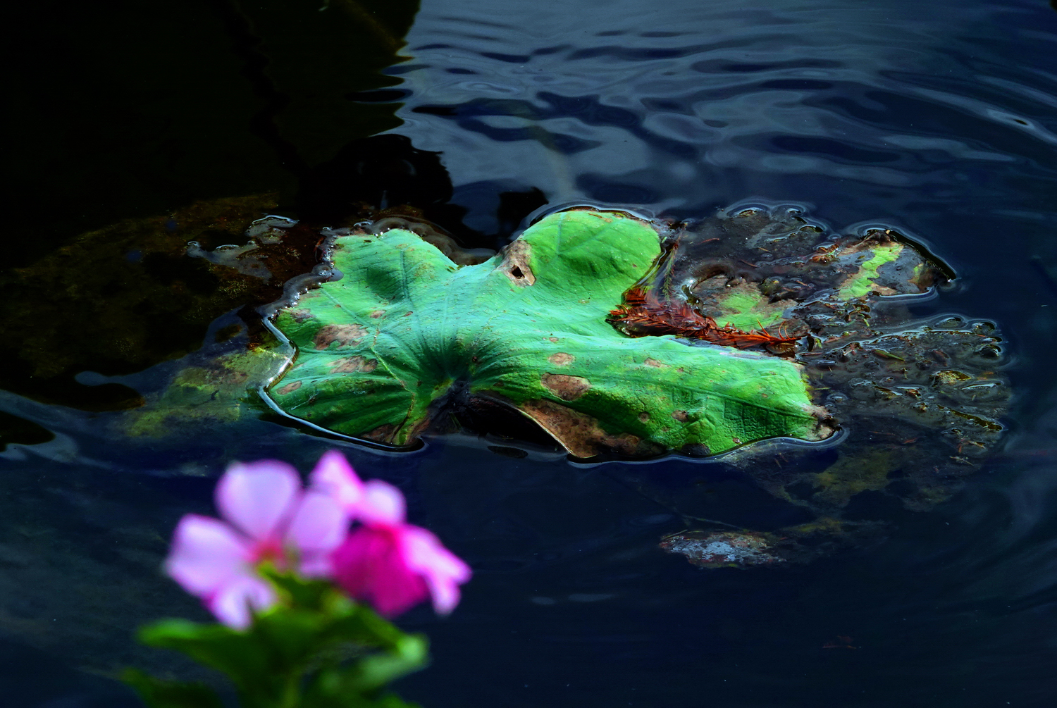 陳永鑑_荷花作品_20241113c.JPG
