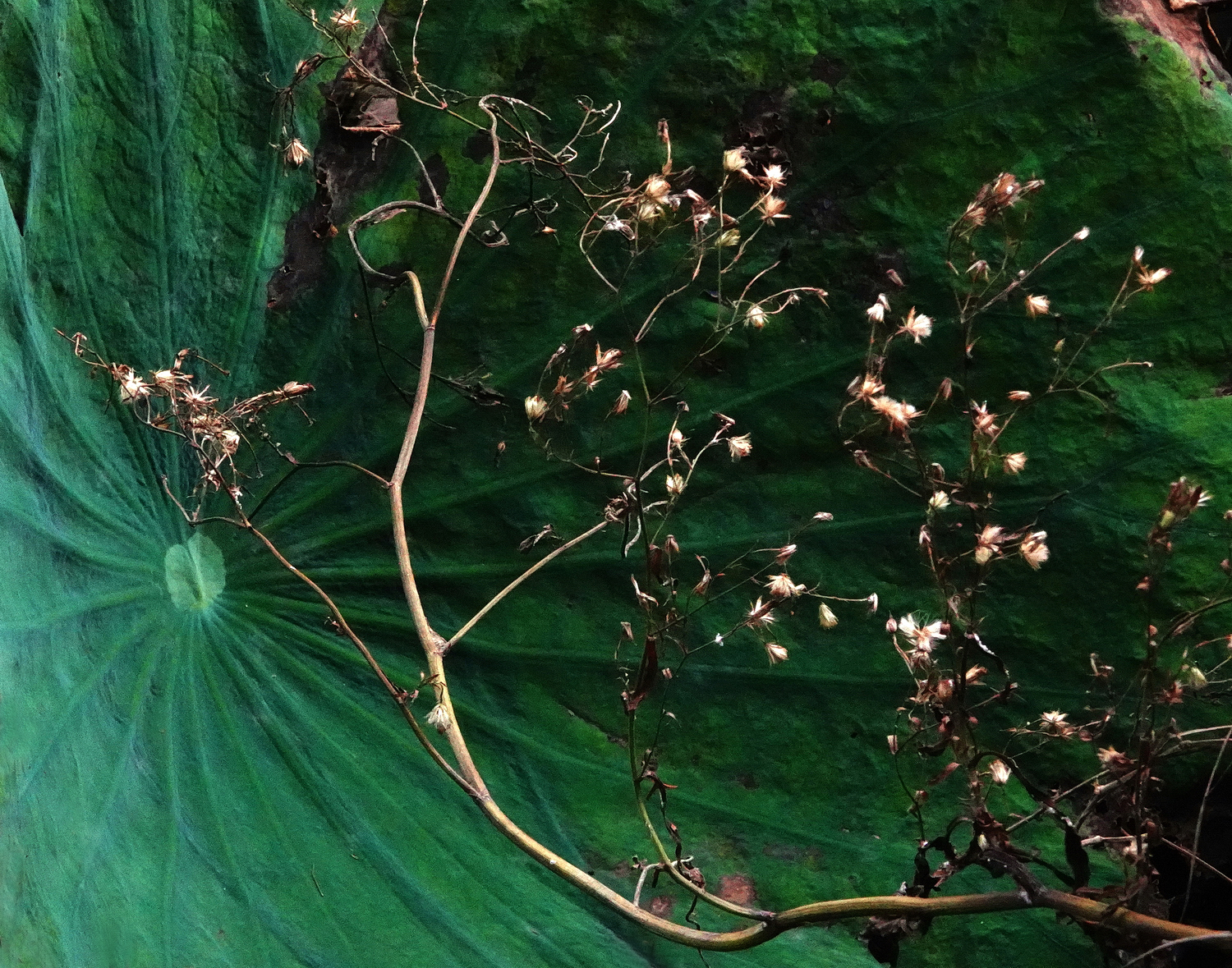 陳永鑑_荷花作品_20241114m.JPG