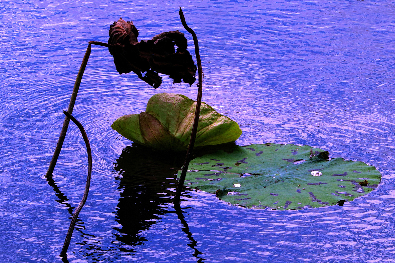 陳永鑑_荷花作品_20241123k.JPG