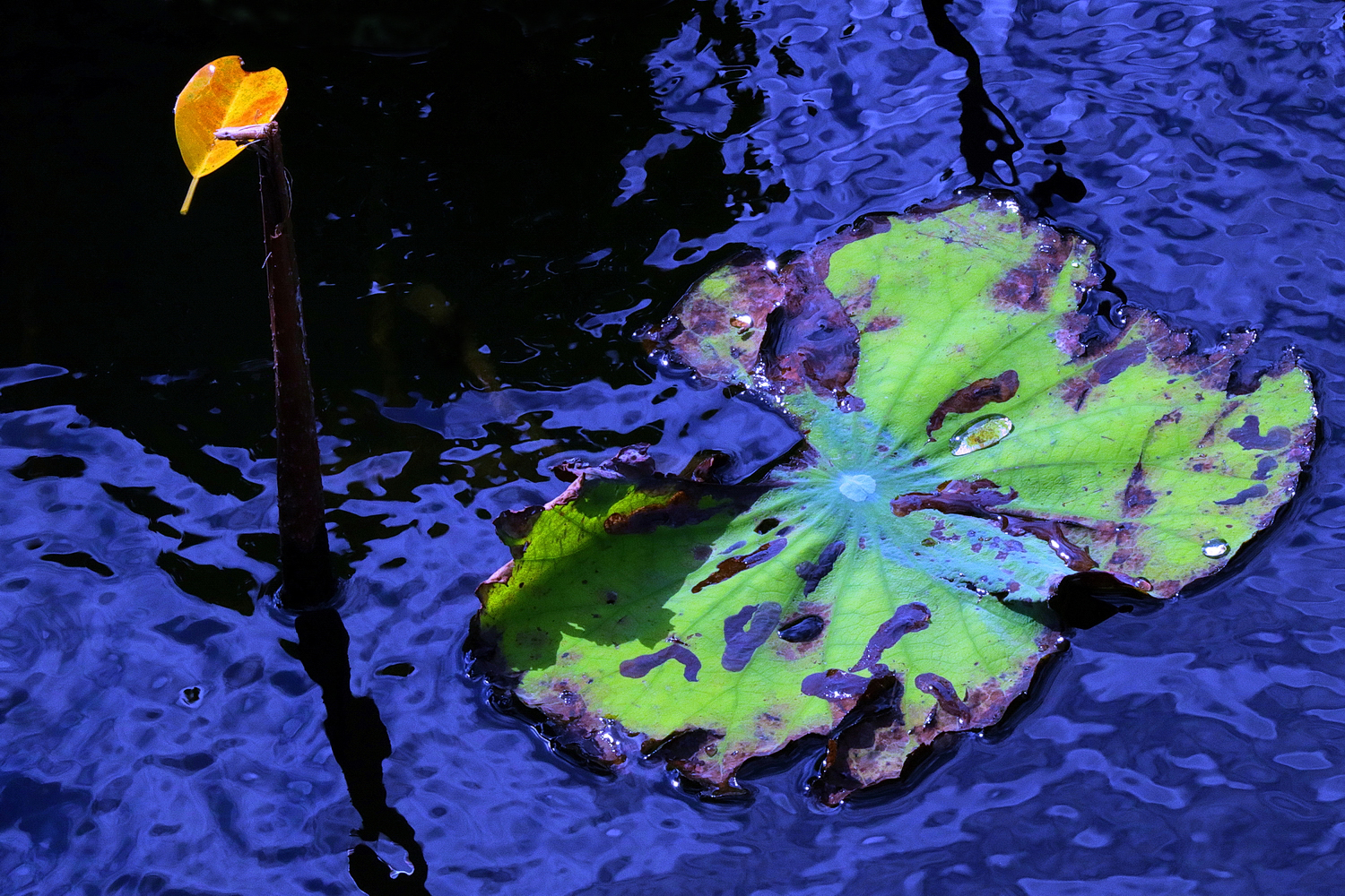 陳永鑑_荷花作品_20241123p.JPG