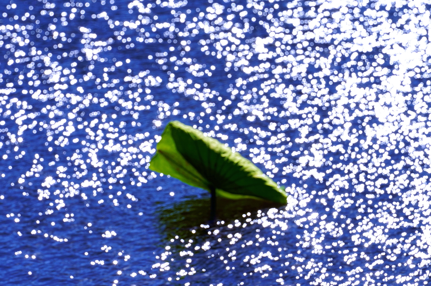 陳永鑑_荷花作品_20241125c.JPG