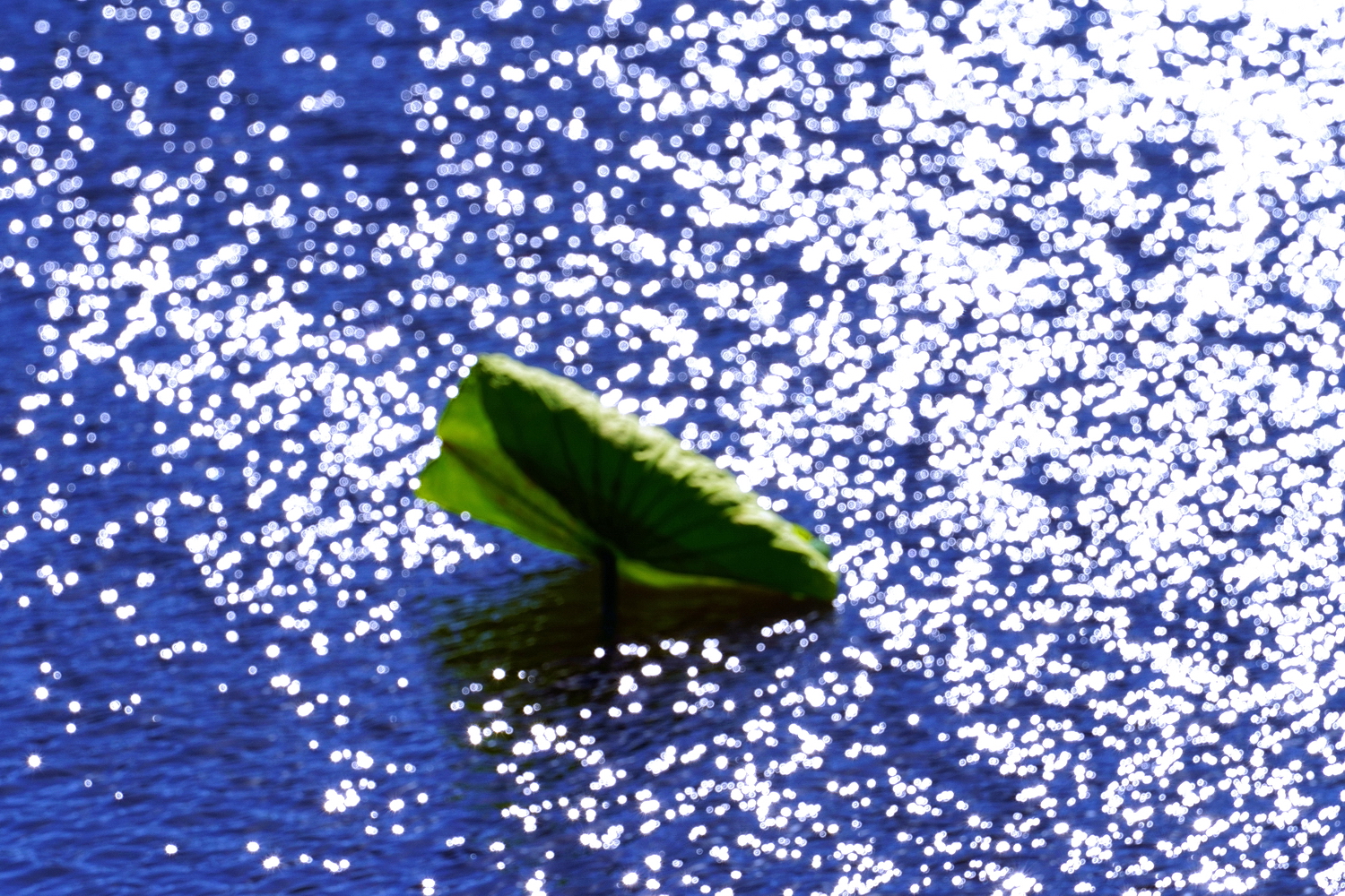 陳永鑑_荷花作品_20241125b.JPG