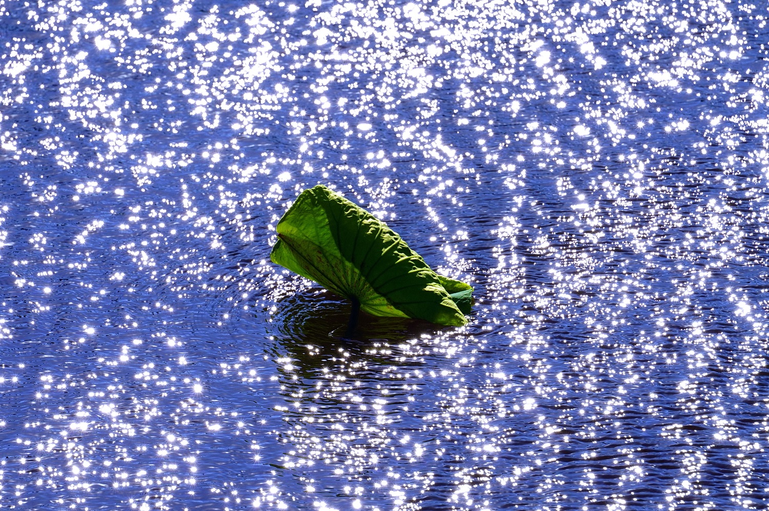 陳永鑑_荷花作品_20241125f.JPG