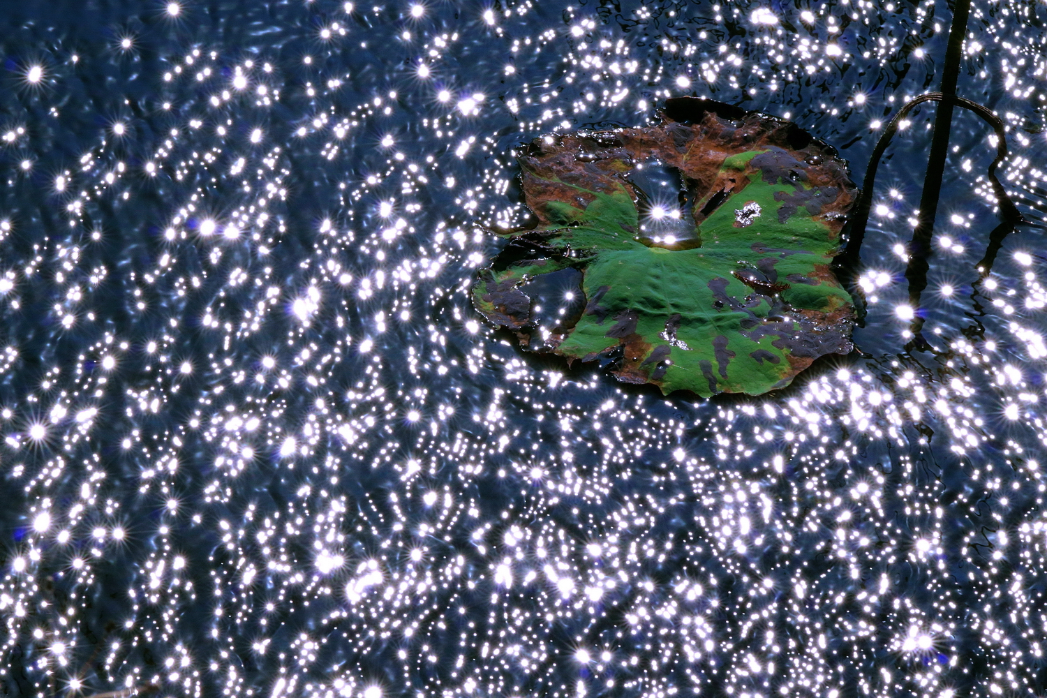 陳永鑑_荷花作品_20241127c.JPG